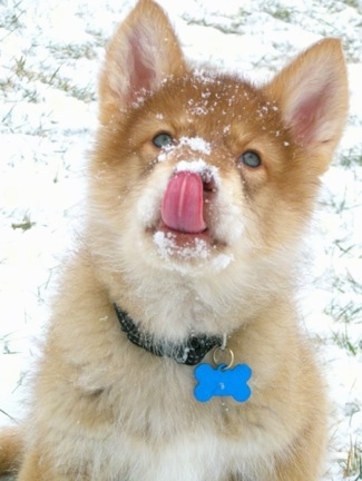 A tan with red Native American Indian Dog is sitting outside in snow and it is looking up. It is licking its nose and there is snow on its face. It has a blue dog bone tag hanging from its collar.